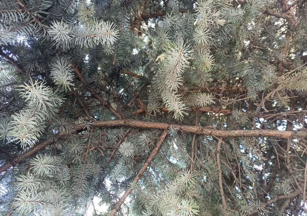 2022 08 11 pinetree x1024