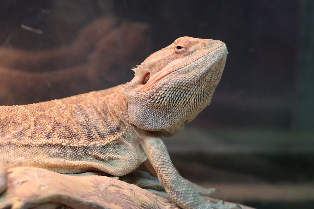 2025 02 26 aptekarskiyogorod deserddragon 1 x1024