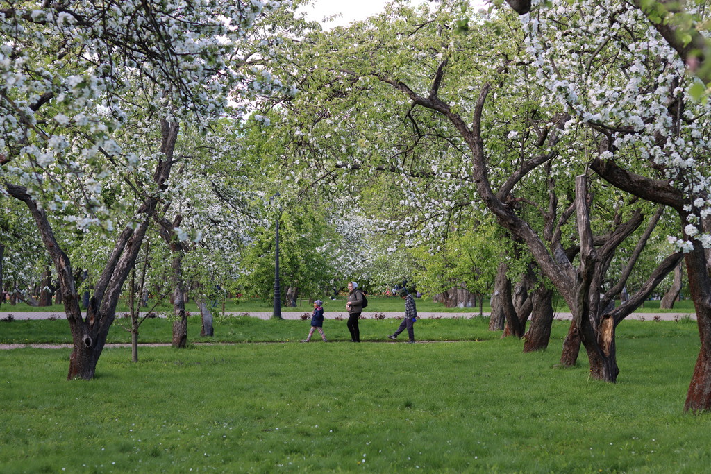 2025 05 10 kolomenskoe appletreeflowers x1024